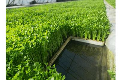 次氯酸消毒液發生器