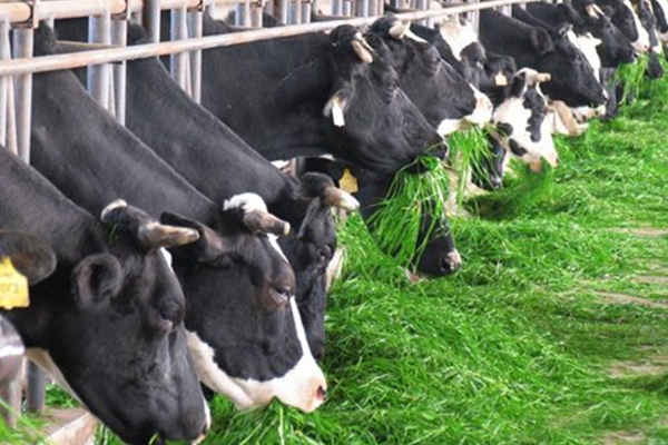 關(guān)于次氯酸發(fā)生器在畜牧行業(yè)的應(yīng)用