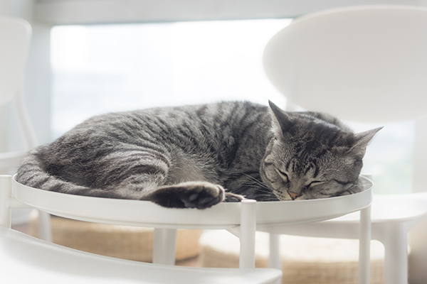 寵物次氯酸水消毒 寵物次氯酸水消毒