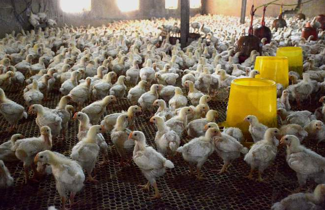 養(yǎng)雞場圖片 養(yǎng)雞場圖片